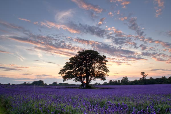 Đắm ch&igrave;m trong sắc t&iacute;m oải hương ở Mayfield London